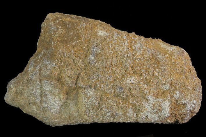 Achelousaurus Bone Fragment - Montana #71295